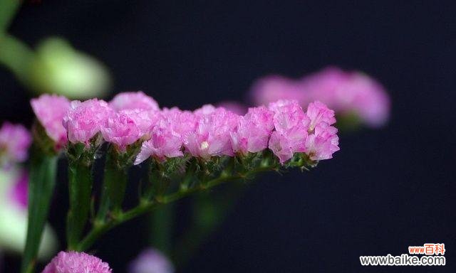 勿忘我花语的代表意义与传承 勿忘我花语及其深刻寓意