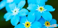 勿忘我花语的代表意义与传承 勿忘我花语及其深刻寓意