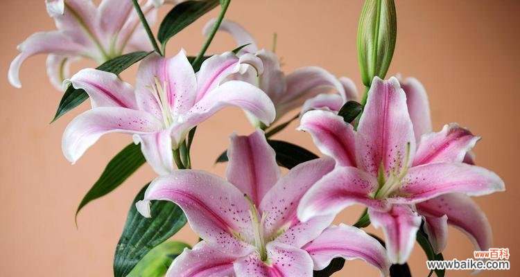 用花语解读百合的情感与美好 百合花的象征意义与寓意