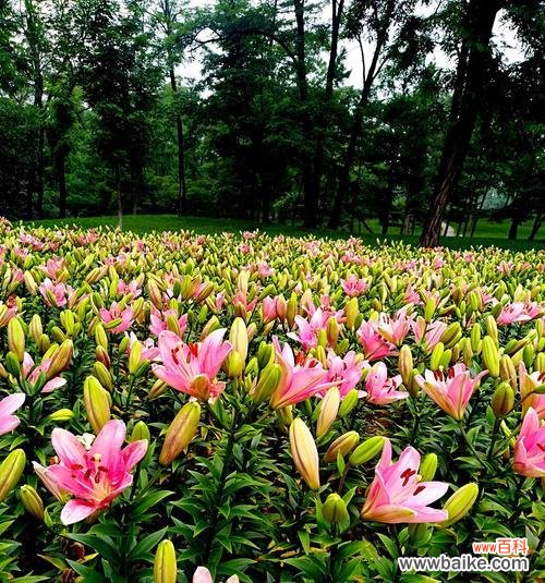 用花语解读百合的情感与美好 百合花的象征意义与寓意