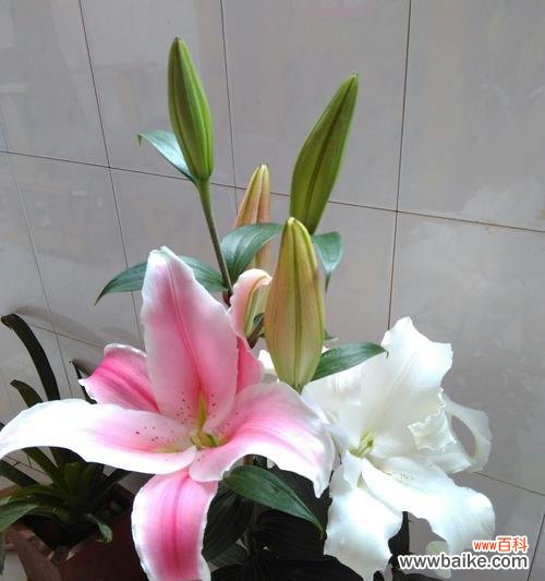 用花语解读百合的情感与美好 百合花的象征意义与寓意