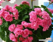 传承千年的美丽传说与神秘力量 天竺葵花语与寓意