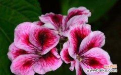 解读天竺葵花语 天竺葵花语及代表意义