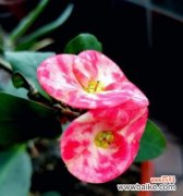 铁海棠——坚强而傲然的生命之花 铁海棠的寓意与象征