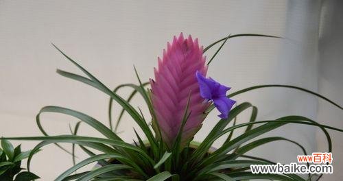 通过了解铁兰花语 铁兰花语的奥秘