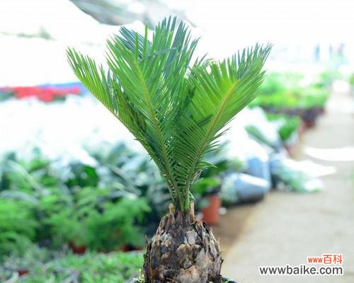 揭开铁树背后的生肖秘密 铁树所代表的生肖