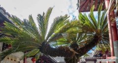 探寻铁树花的神秘魅力与传说 铁树花开寓意与传说故事