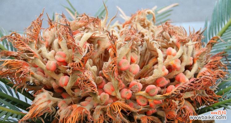 探寻铁树在文化与自然中的重要意义 铁树的象征意义