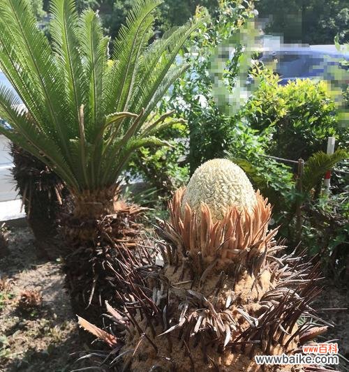 揭开铁树开花之谜 铁树开花是真实的吗