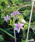 探寻铁线莲的象征意义与故事 铁线莲的美丽与寓意