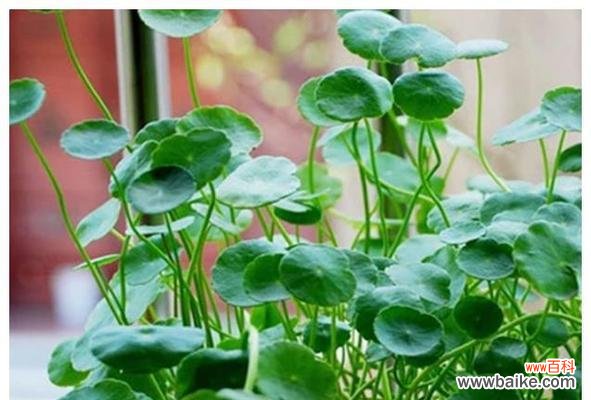 揭开铜钱草背后的丰富寓意 铜钱草的寓意与生长特性