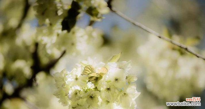 温柔的解语花代表什么？