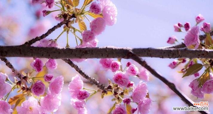 温柔的解语花代表什么？