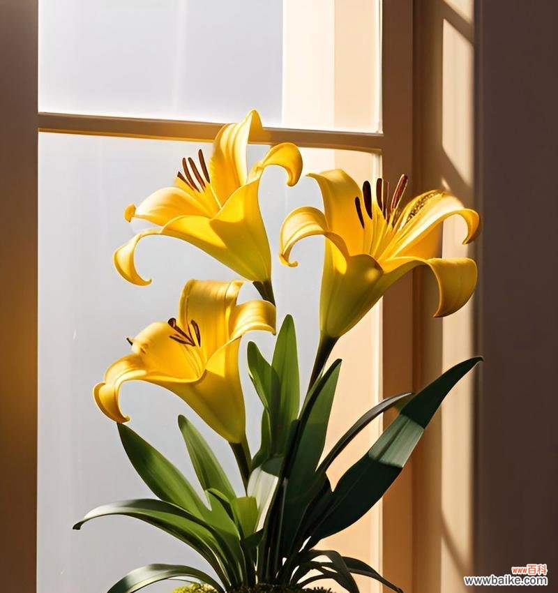 33支百合代表了哪些寓意?