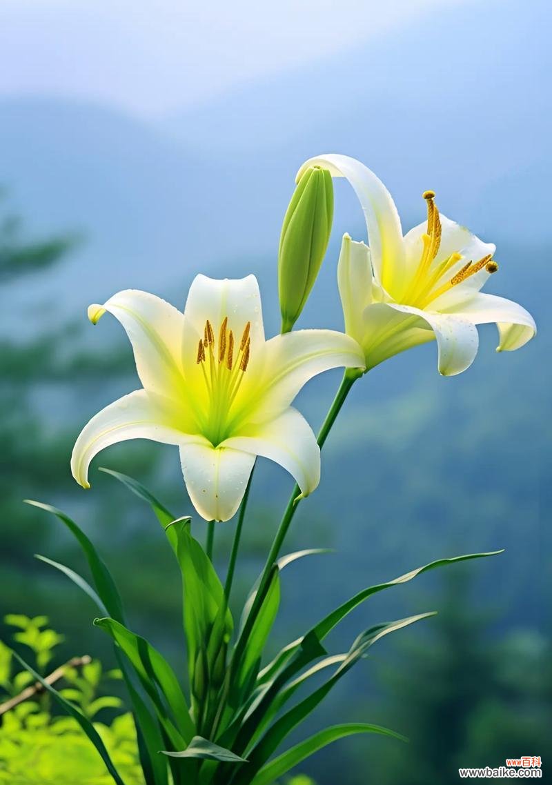 33支百合代表了哪些寓意?