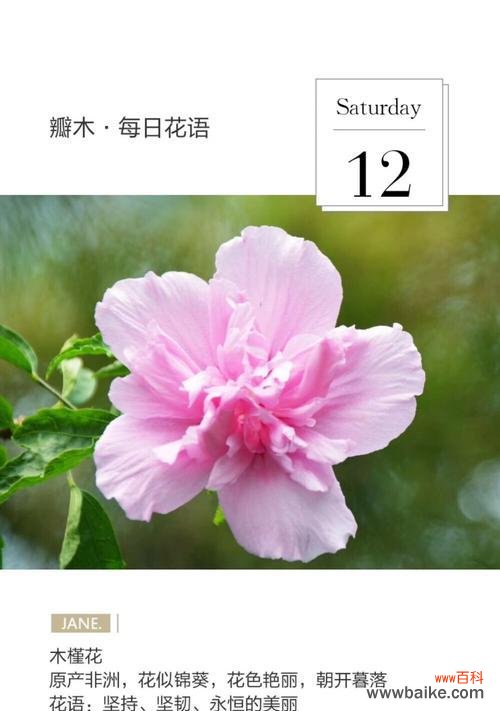 泥地上的花通常有什么样的花语？