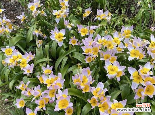 泥地上的花通常有什么样的花语？