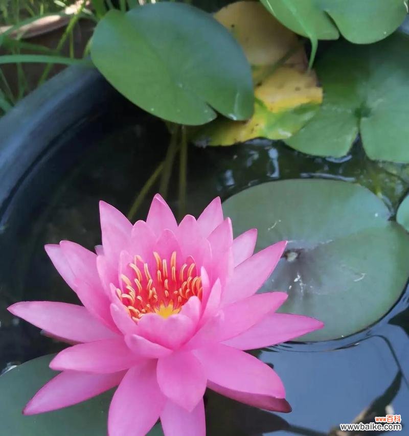 泥地上的花通常有什么样的花语？