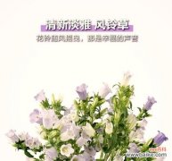 干莲蓬枝的寓意和花语是什么？它象征着什么？