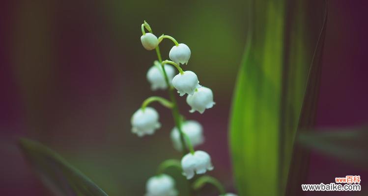 白色铃花的花语是什么意思？白色铃花代表什么？