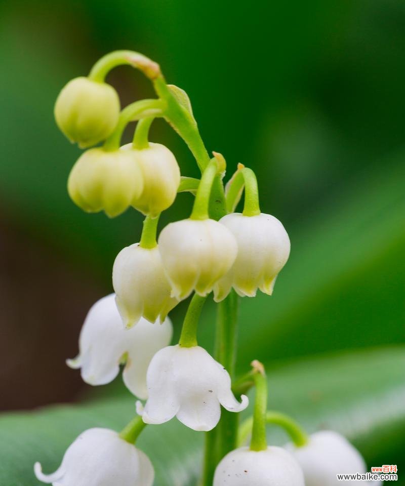 白色铃花的花语是什么意思？白色铃花代表什么？