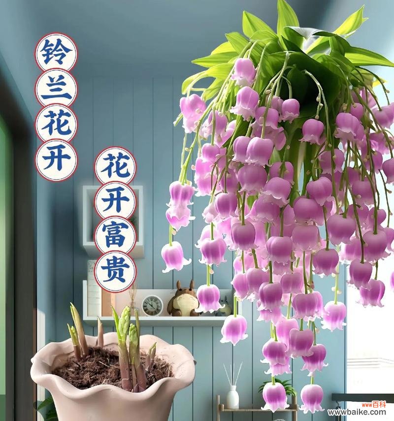 白色铃花的花语是什么意思？白色铃花代表什么？