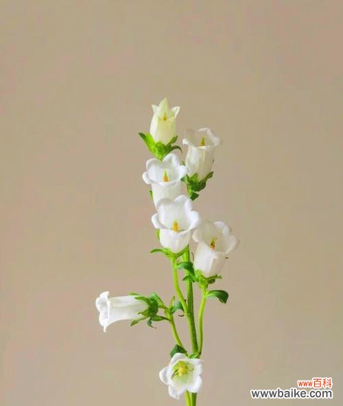 白色风铃花的花语是什么？它象征着什么？