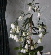 白色风铃花的花语是什么？它象征着什么？