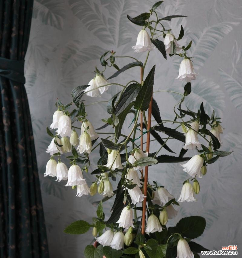 白色风铃花的花语是什么？它象征着什么？