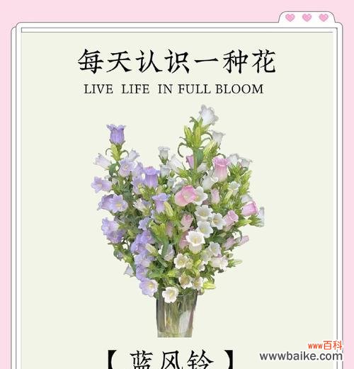 白色风铃花的花语是什么？它象征着什么？
