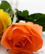 狂妄的花语是什么？哪种花代表狂妄？