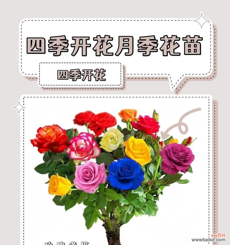 男友送玫瑰花有何特别含义?