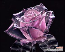 玫瑰花语在拜读师兄中代表什么？师兄送玫瑰的含义是什么？