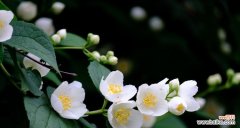 白百合的花语暗示有哪些？如何表达爱意？