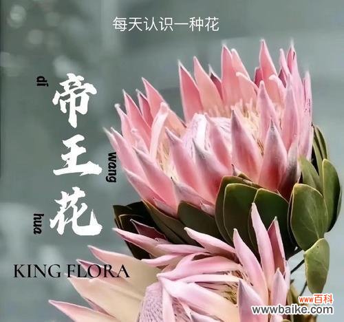 国花有钱花的花语是什么？
