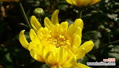 国花有钱花的花语是什么？