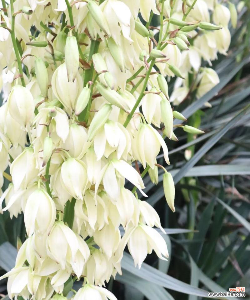 国花有钱花的花语是什么？