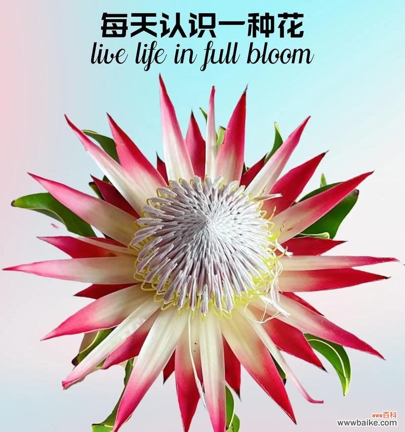 帝王花手捧鲜花寓意何在?