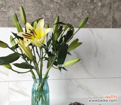 百合花送几朵才能传达不同的情感？ 百合花的寓意与送花数量的含义