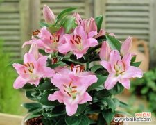 百合花送几朵才能传达不同的情感？ 百合花的寓意与送花数量的含义