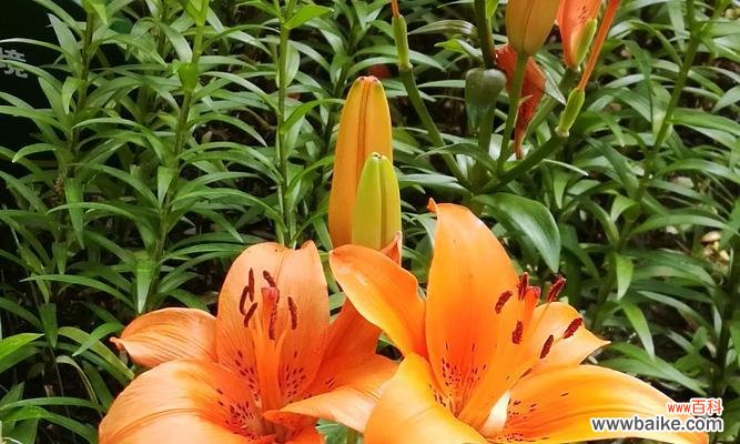 探寻百合花的吉祥寓意与美好寓言 百合花语大全及寓意解读