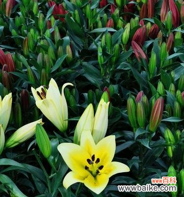 探寻百合花的深层涵义 百合花的寓意与象征