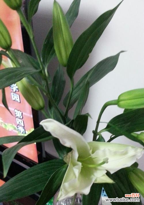 探寻百合花的深层涵义 百合花的寓意与象征