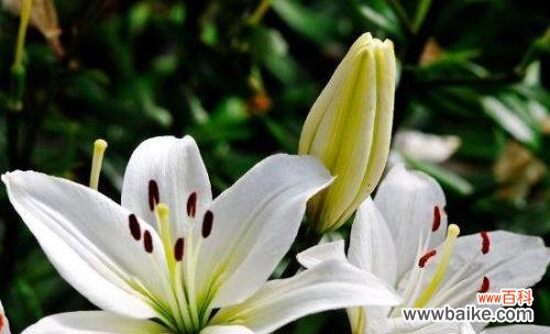 探寻白百合花的深层意义 白百合花的寓意与象征