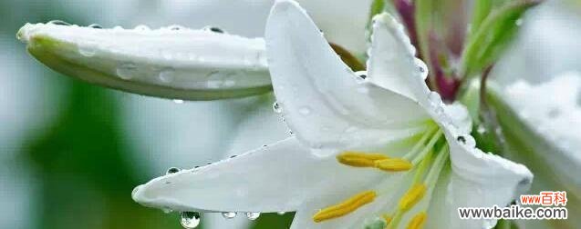 探寻白百合花的深层意义 白百合花的寓意与象征