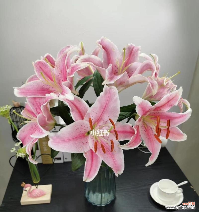 探寻白百合花的深层意义 白百合花的寓意与象征