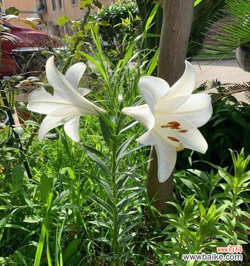 百合花开，象征着繁荣、纯洁和希望 花开如百合，寓意美好生活