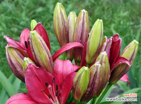 百合花开，象征着繁荣、纯洁和希望 花开如百合，寓意美好生活