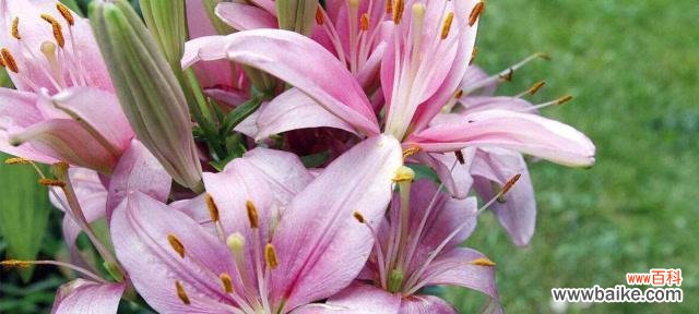 百合花开，象征着繁荣、纯洁和希望 花开如百合，寓意美好生活