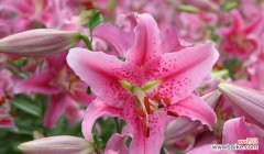 用一朵花诠释千言万语，探究百合花的深意 百合花的花语和寓意